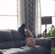 https://i.postimg.cc/yNDnKs3K/chien-chat-fenetre-matin.gif