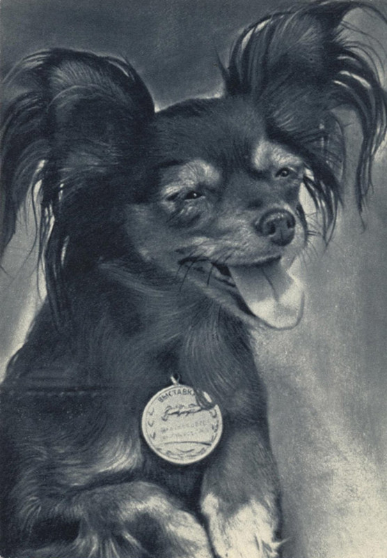 Московский длинношерстный той-терьер 1969 Планет