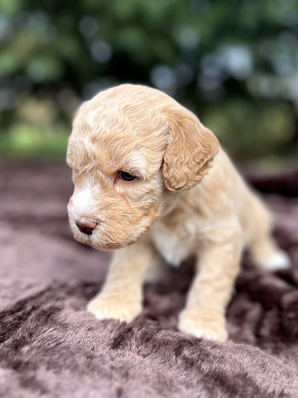 Lagotto Romagnolo female puppy for sale – Ideal Dale Elita – 27 days old – photo 2 – orange coat