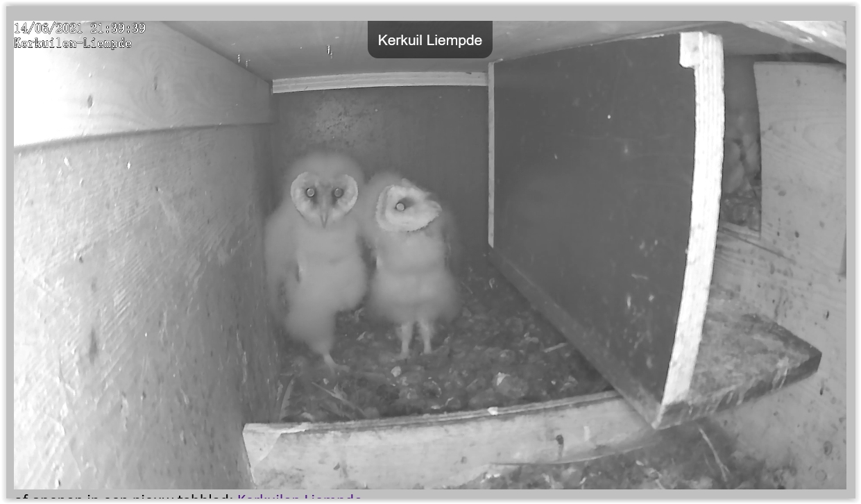 Screen Shot 06-14-21 at 09.39 PM 002