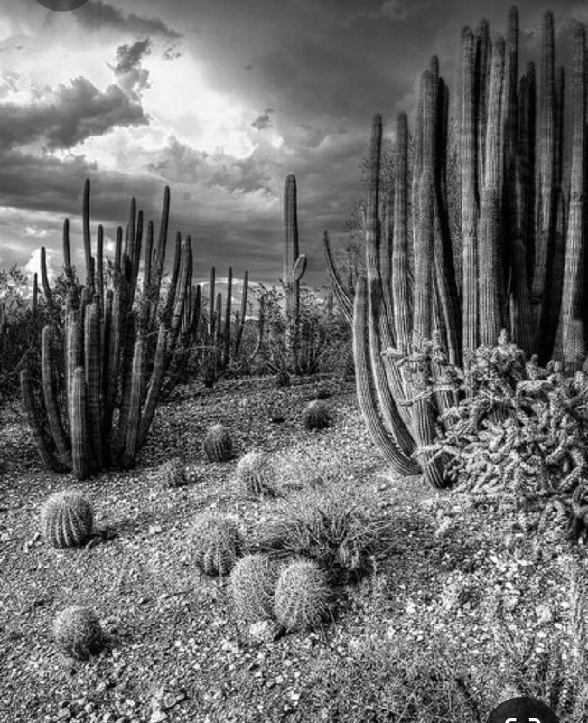 Screenshot_20230412_192337_Pinterest