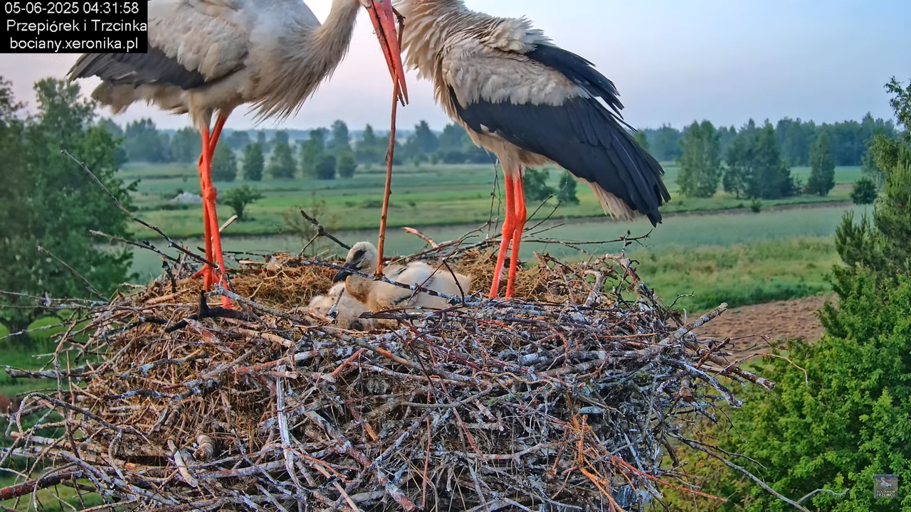 05062025bociany6