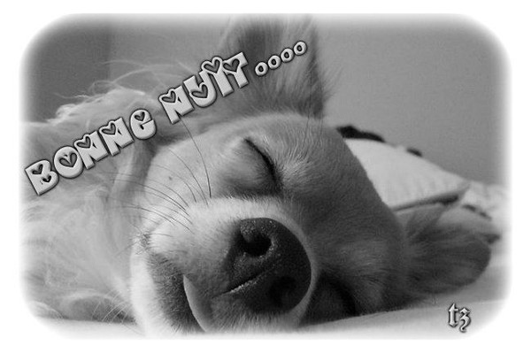 DIMANCHE 11 AOUT 2019 NUIT-CHIEN-DORT-1
