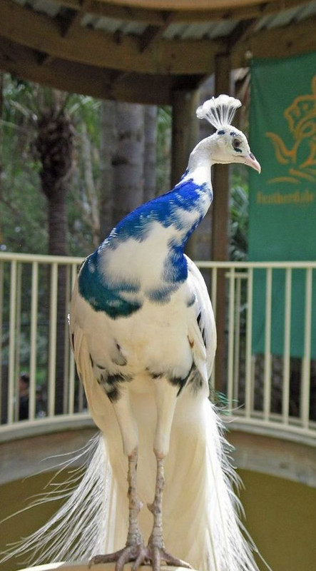 blueandwhitepeaock.jpg