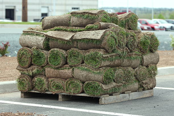 Commercial Sod Supplier Tampa