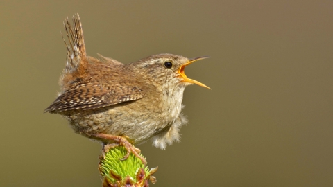 Wren © Andy Rouse 2020VISION