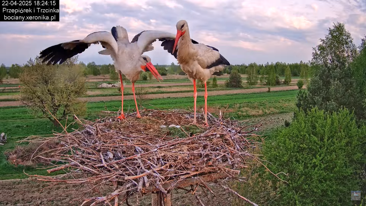 22042025bociany21