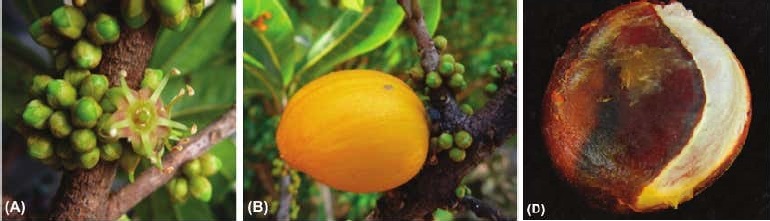 Restinga buranhem (Pradosia restingae)