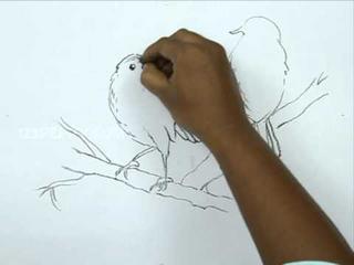Let's Draw Birds with Personality