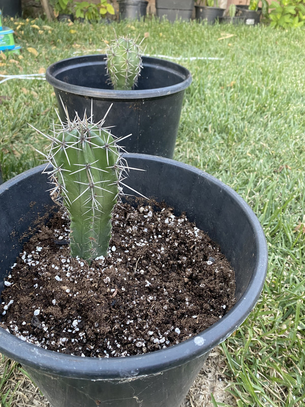 C09E7091-6720-4D2A-847C-06DE366BF377