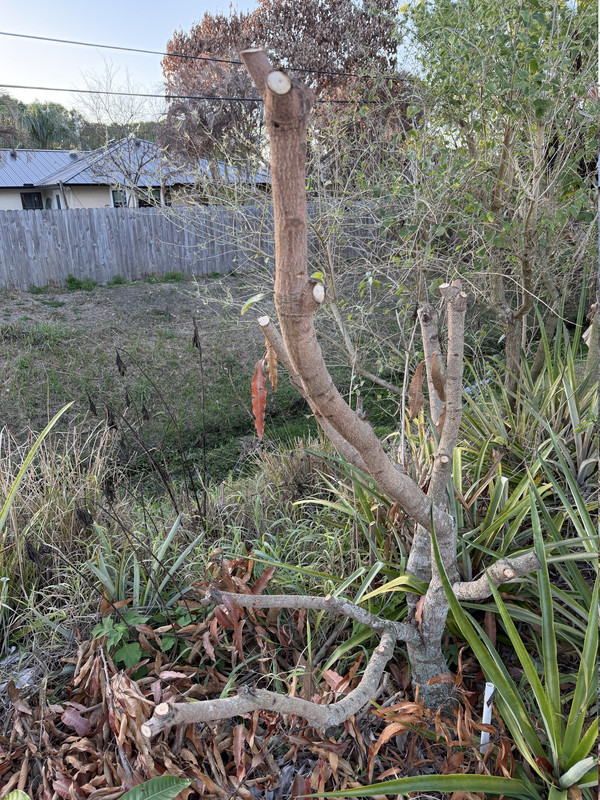 IMG 0251
