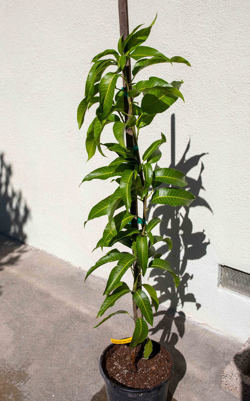 Seacrest Mango Tree  (8-30-2019)