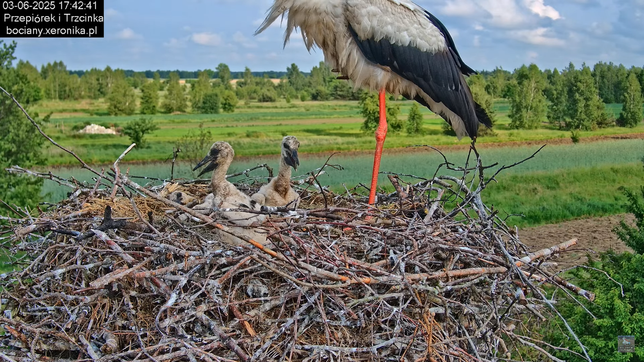 03062025bociany25