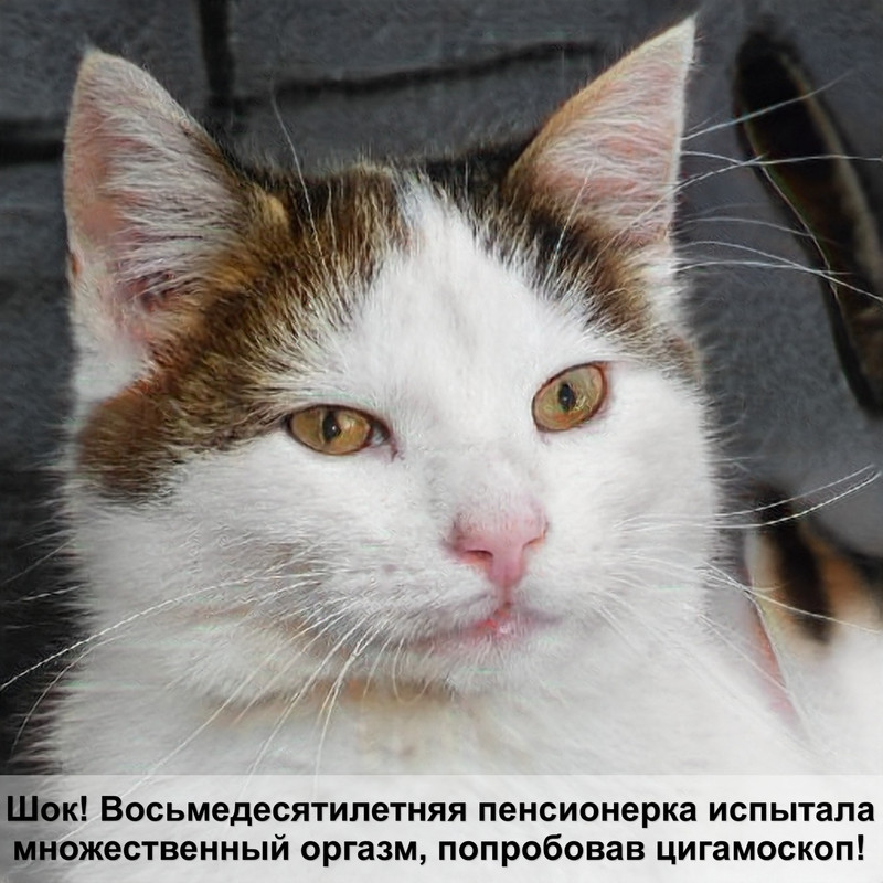 окрас британской породы кошек