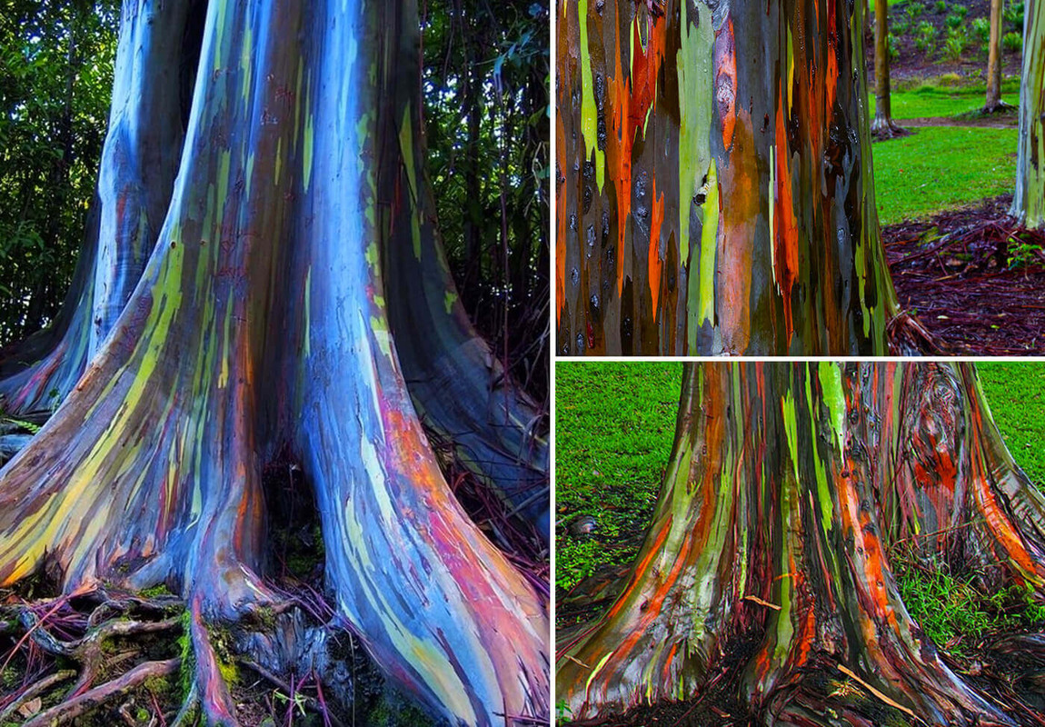Rainbow-Eucalyptus-Trees-Hawaii-3