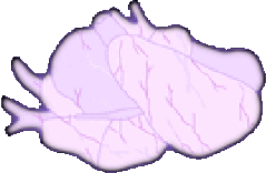 Nf2u
