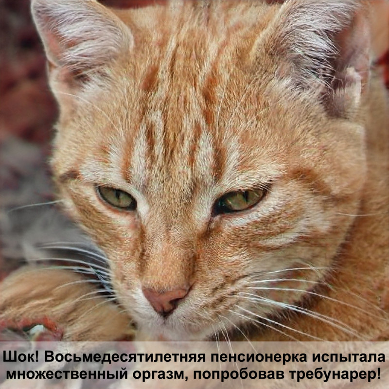 корм для кошек уринари