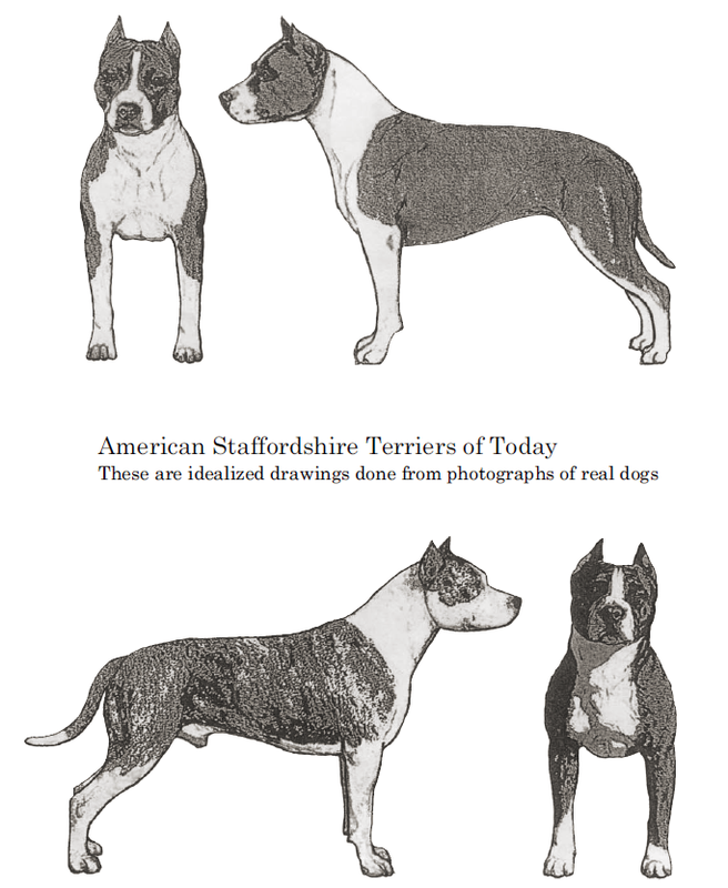 Стаффордширский терьер стандарт породы