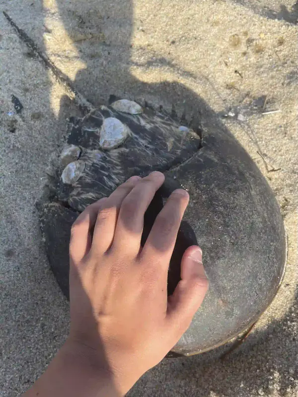 A photo of my hand rested on the shell of a long-dead horseshoe crab.