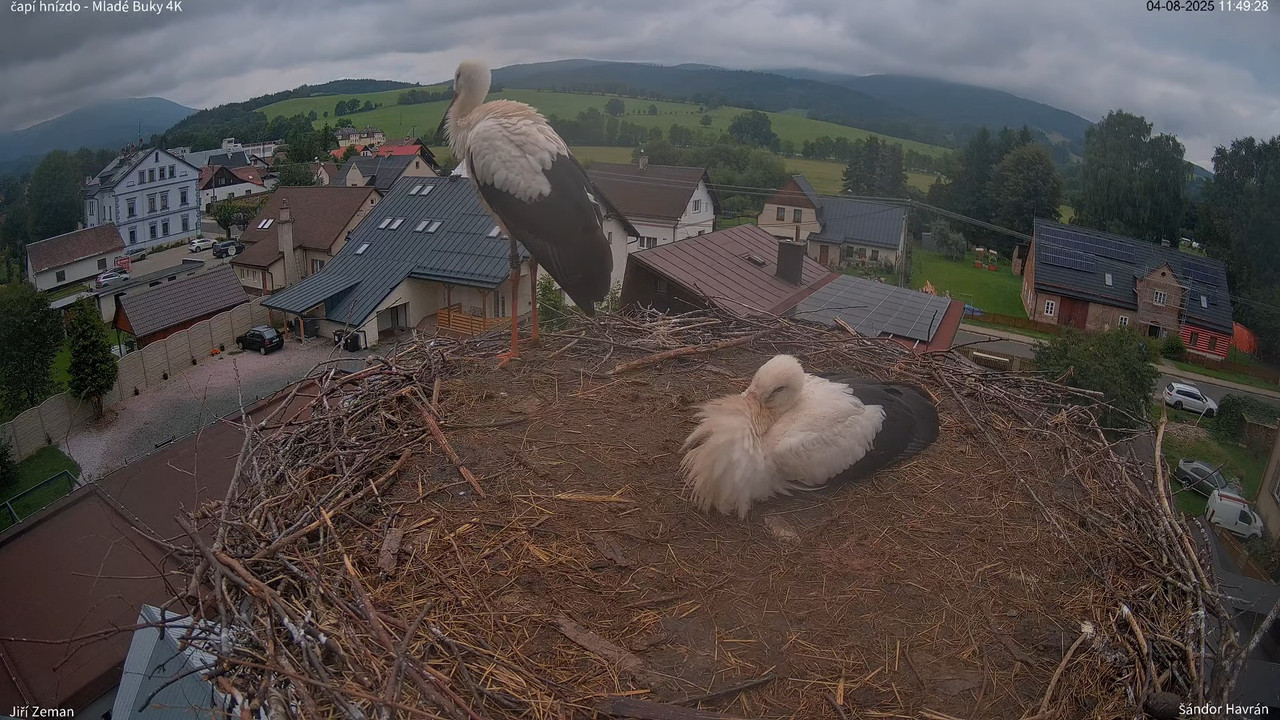Tiešraides kamera — Mladé Buky — stārķa ligzda 4K 13-31-53 screenshot