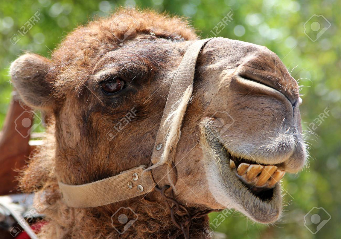 71410355-portrait-of-s-smiling-camel