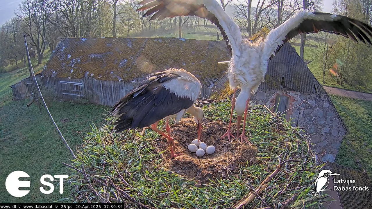 (41) Baltie stārķi (Ciconia ciconia) Tukuma novadā __ White storks in Tukums, Latvia - YouTube - 741