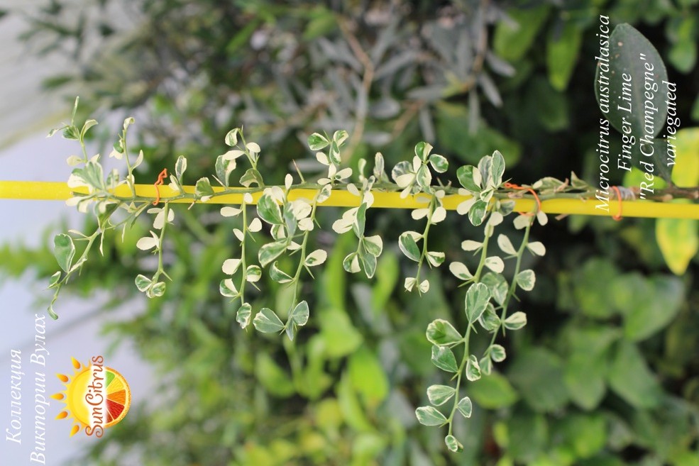 Microcitrus australasica Finger Lime Red Champegne variegated -