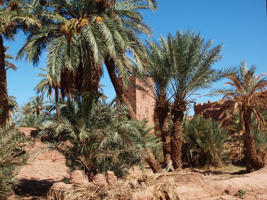 El palmeral de Ternata : Zagora y Tissergate - El Valle del Drâa, la gran arteria del sur de Marruecos (4)