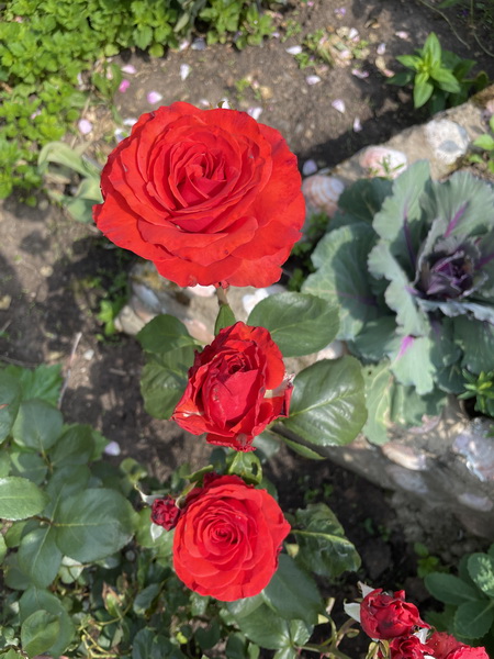 https://i.postimg.cc/yNRQZgJD/IMG-5801.jpg