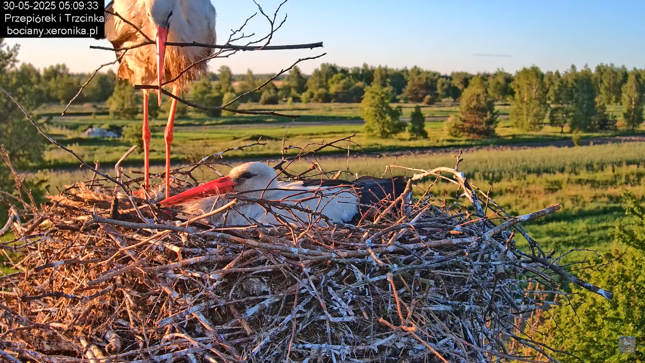 30052025bociany4