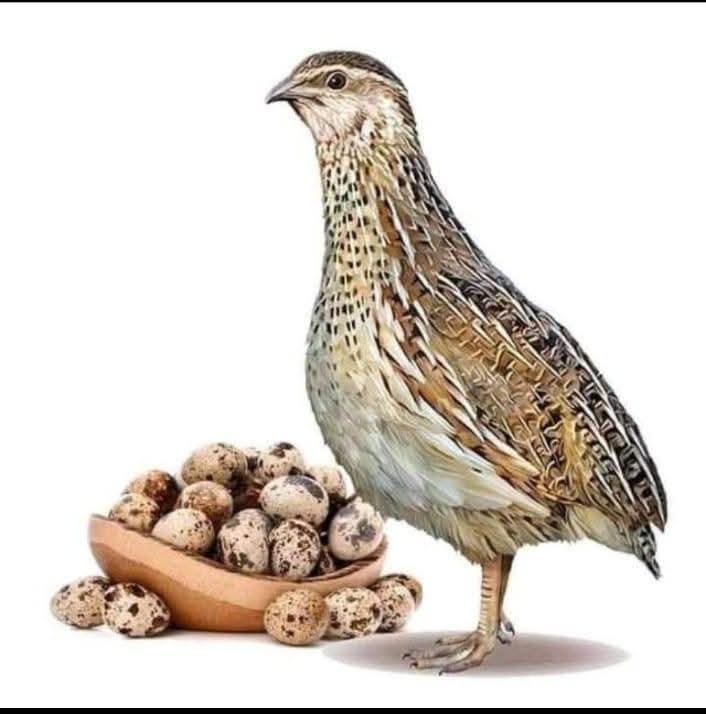 পূর্ণ বয়স্ক কোয়েল পাখি 