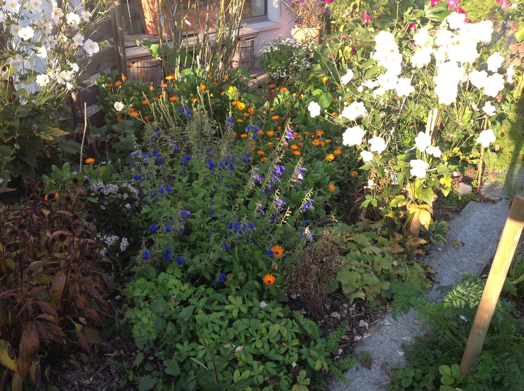 Garten Impressionen 25. Okt. 2015 (3)