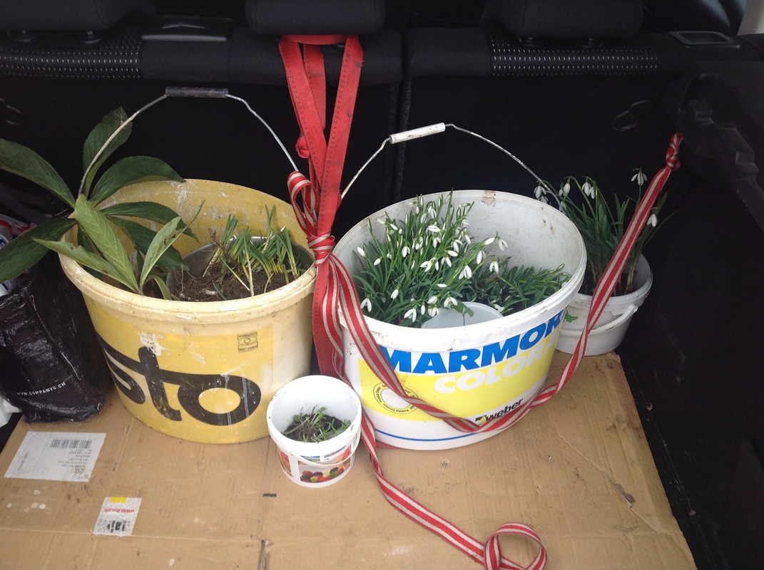 Helleborus & Schneeglöck- chen aus 1792 4.Feb.16