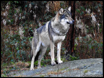 proud-wolf-by-azurehowlshilach-dbzg407-250t.jpg