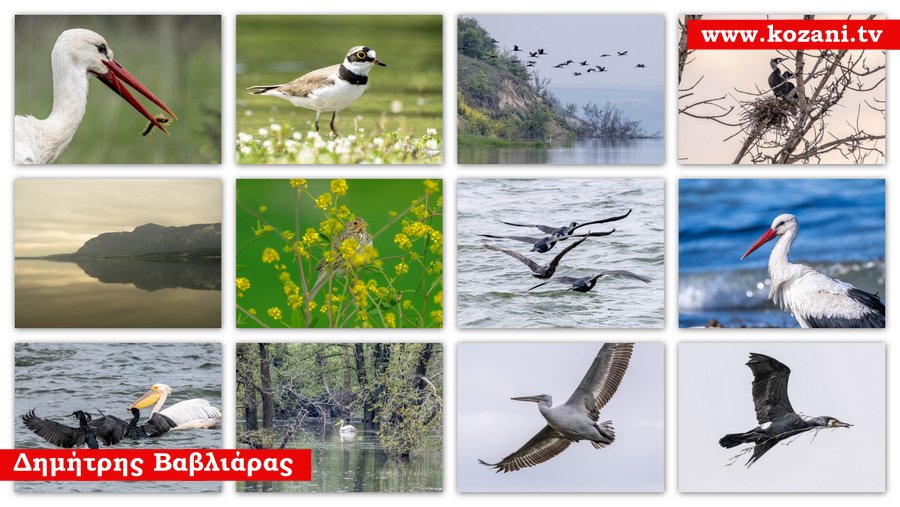 κοζάνη, ειδήσεις, νέα, Πτολεμαΐδα