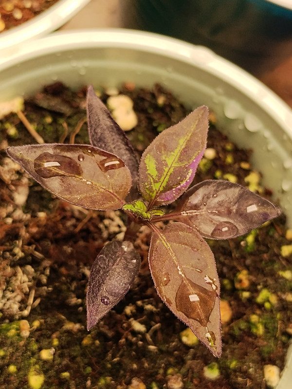 dcc965f7 d0f5 48c5 bf0c 43d9cd4d9224