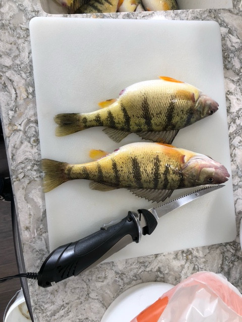 perch1
