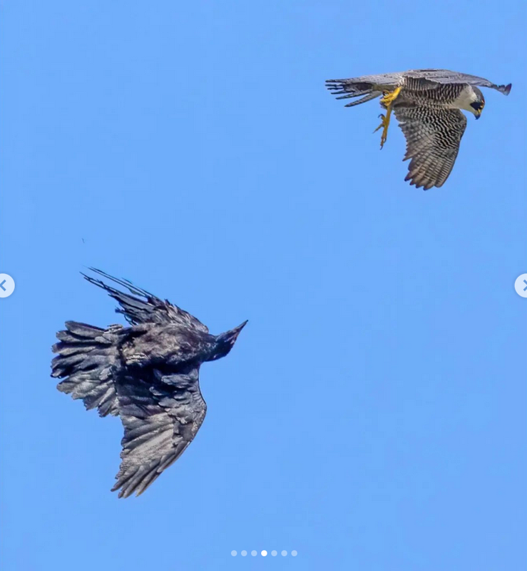 Screenshot 2022-06-17 at 20-31-38 Moon Rabbit Rising (@moon_rabbit_rising) • Instagram photos and vi