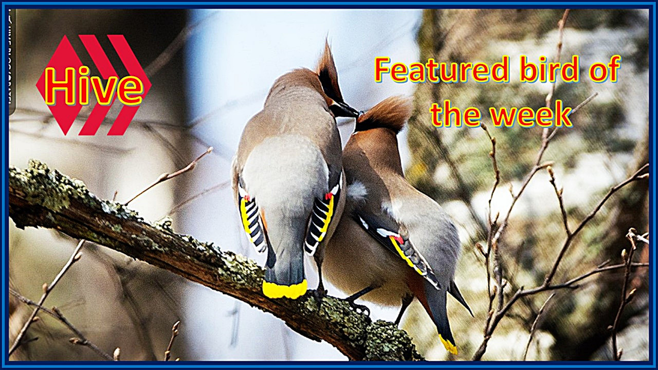 featured
