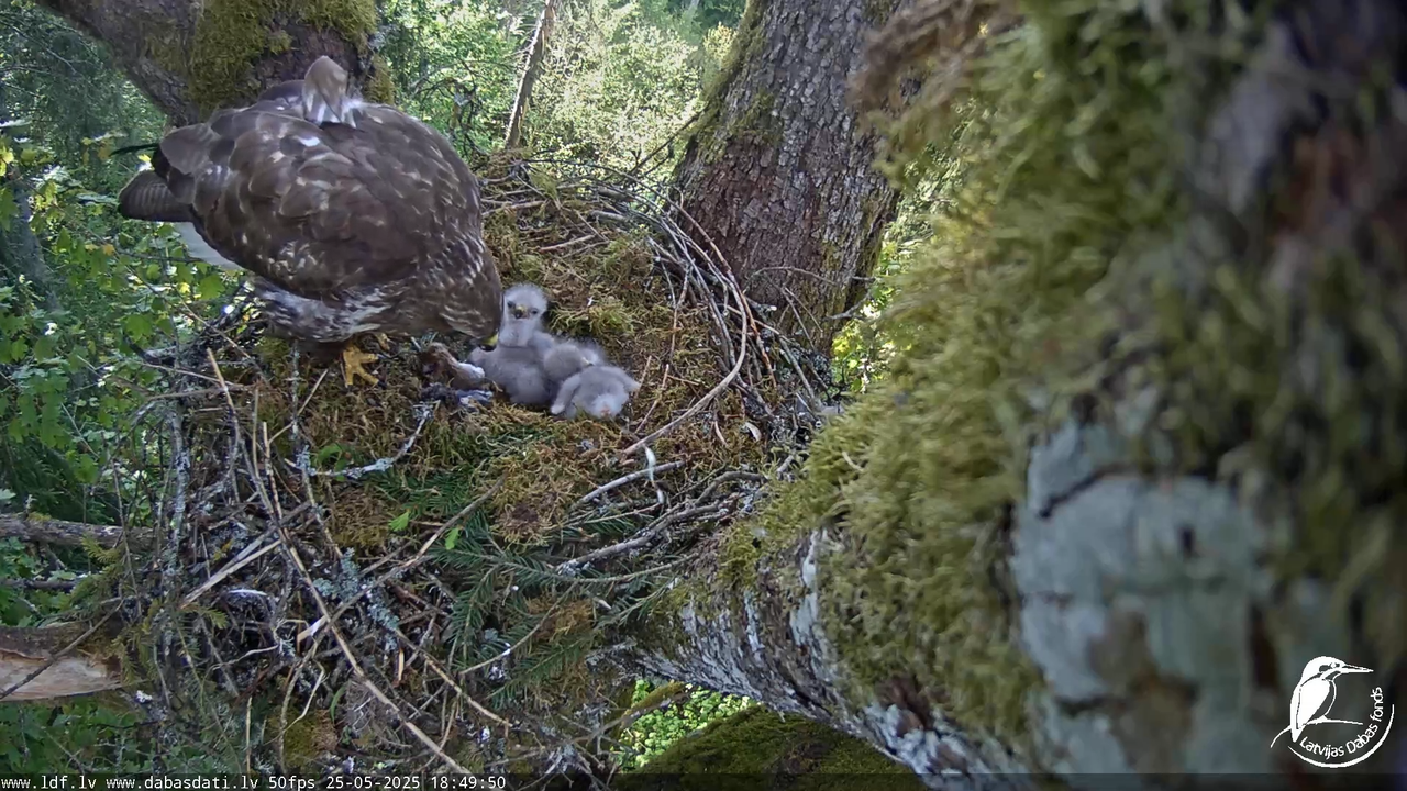 Melnās klijas (Milvus migrans) Kurzemē_ peļu klijāni (Buteo buteo) 12-57-55 screenshot