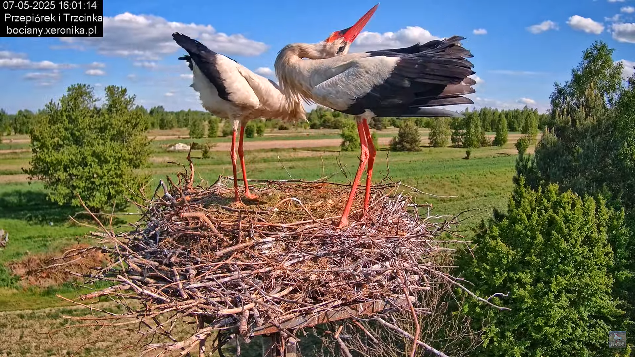 07052025bociany14