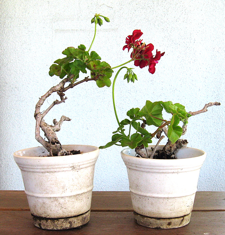 bonsai.jpg