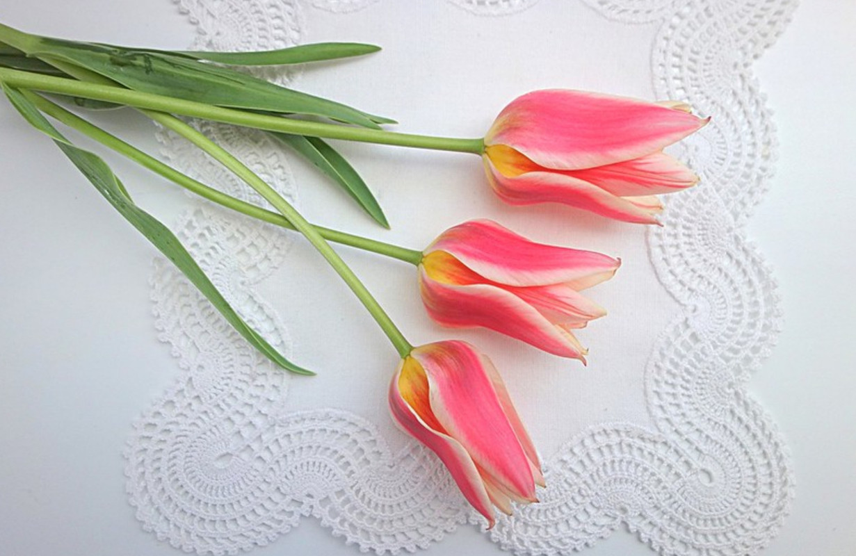 flowers-pink-tulips.jpg