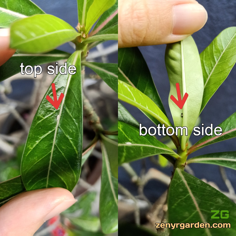 adenium-desert-rose-leaves-top-and-bottom.jpg