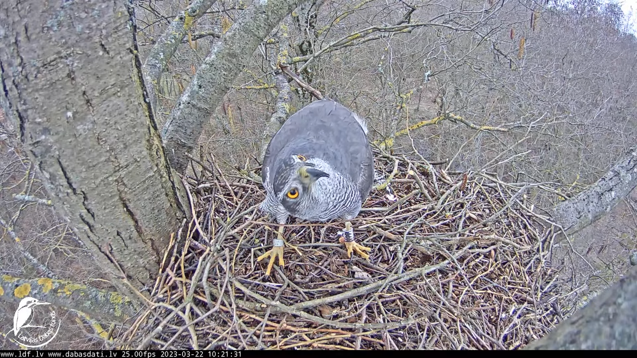 Vistu vanags (Accipiter gentilis) Rīgā - LDF tiešraide __ Goshawks, Riga, Latvia 12-20-41 screenshot