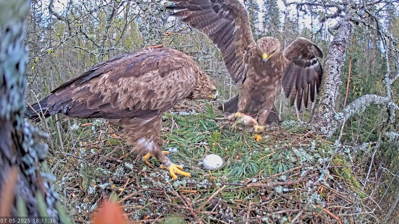 Väike-konnakotkas __ Clanga pomarina __ Lesser Spotted Eagle 14-0-1 screenshot