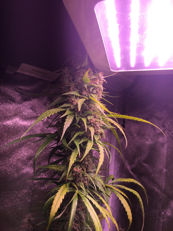 50DBB273-BF76-4F02-92E3-E471905B1E0C