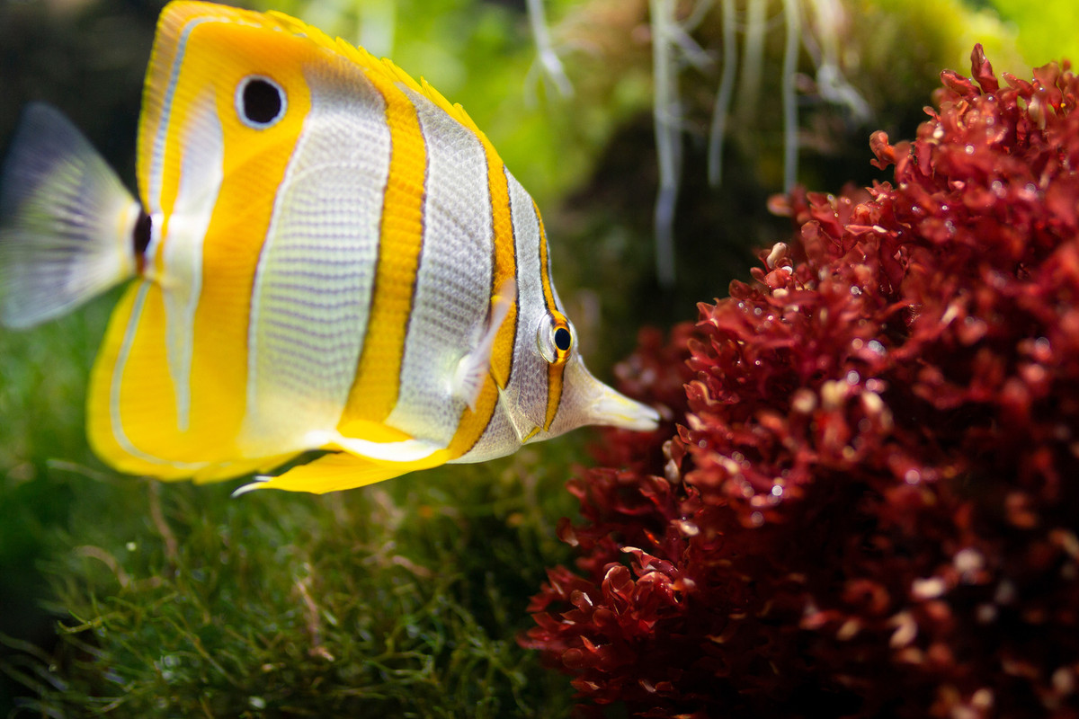 yellow-angel-fish.jpg