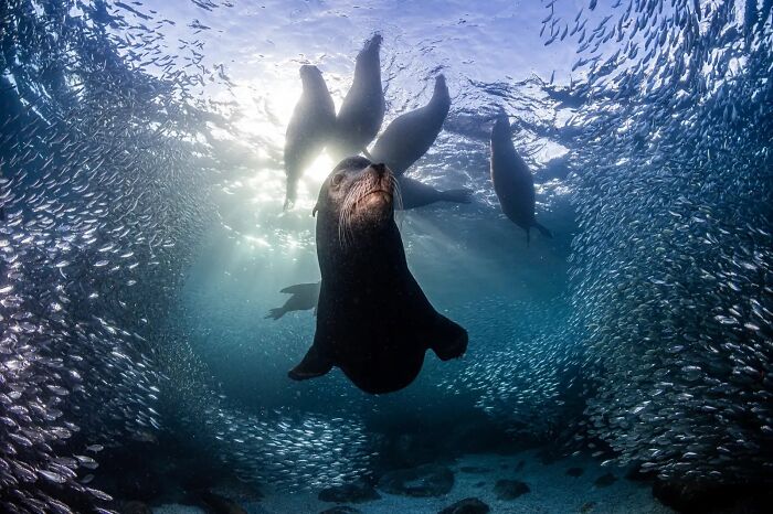 Seal-BP-jpeg-700.jpg