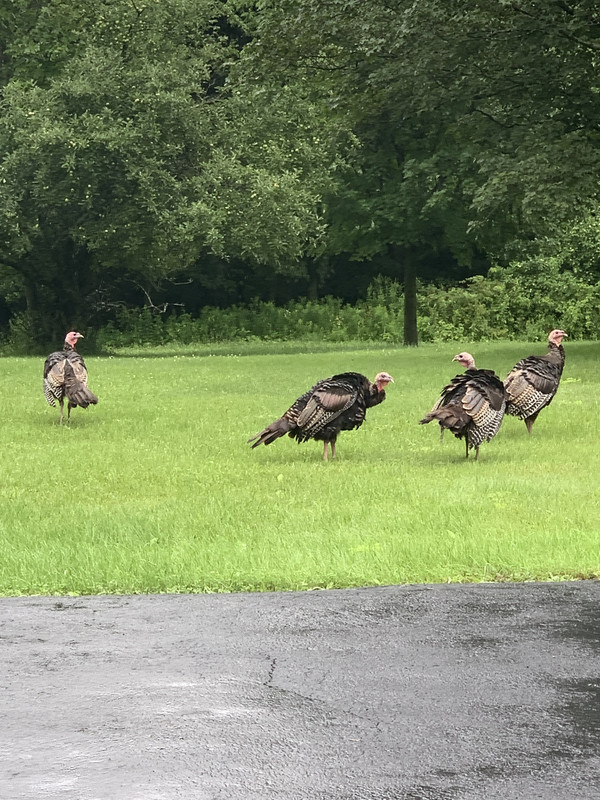 1961F4E7-5189-478C-924F-0F7D693253FD